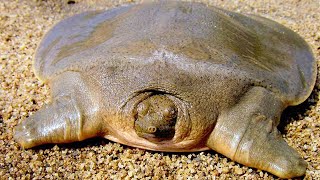 Asian Giant Softshell Turtle - Animal of the Week