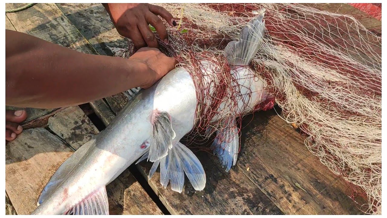 Live Catfish [ আইর মাছ ] Catching in Bangladesh River 🎣Traditional