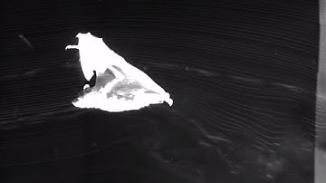 The neuroscience of bat flight