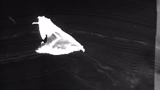 The neuroscience of bat flight Profile