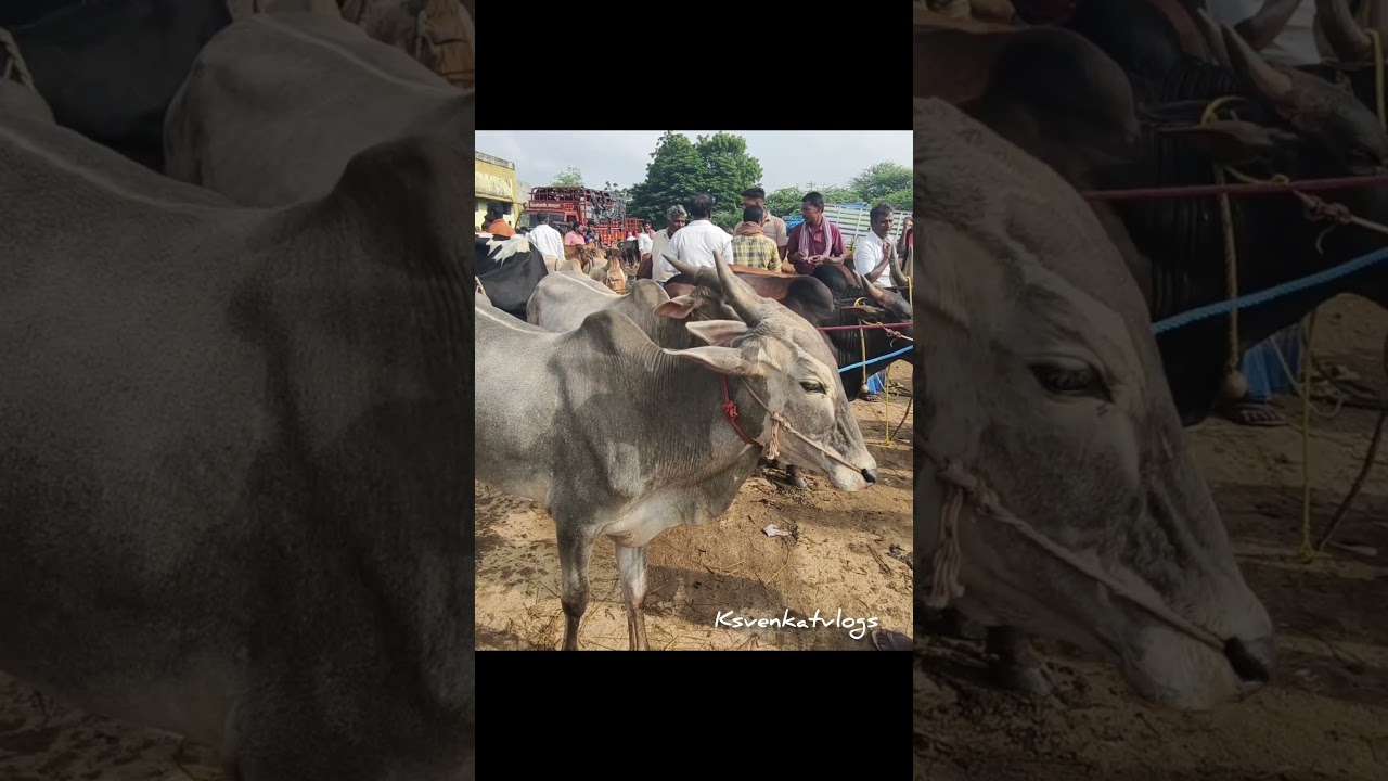 மேற்கத்திய கன்று