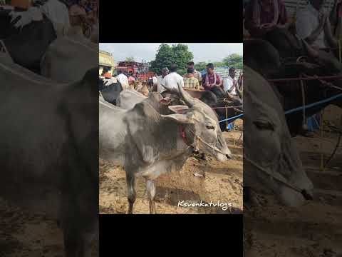 மேற்கத்திய கன்று