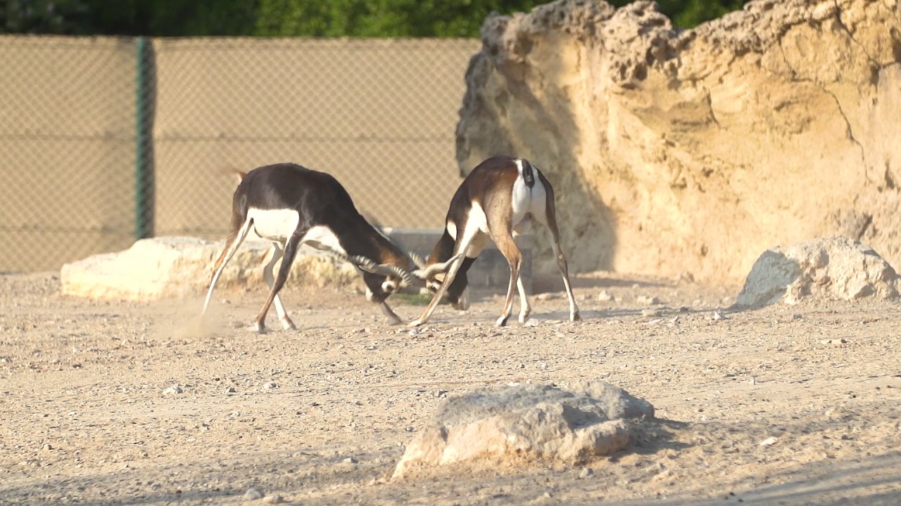 The Abu Dhabi Science Festival at Al Ain Zoo