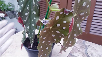 Qual melhor substrato para Begonia maculata?