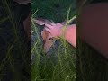 Deergigi