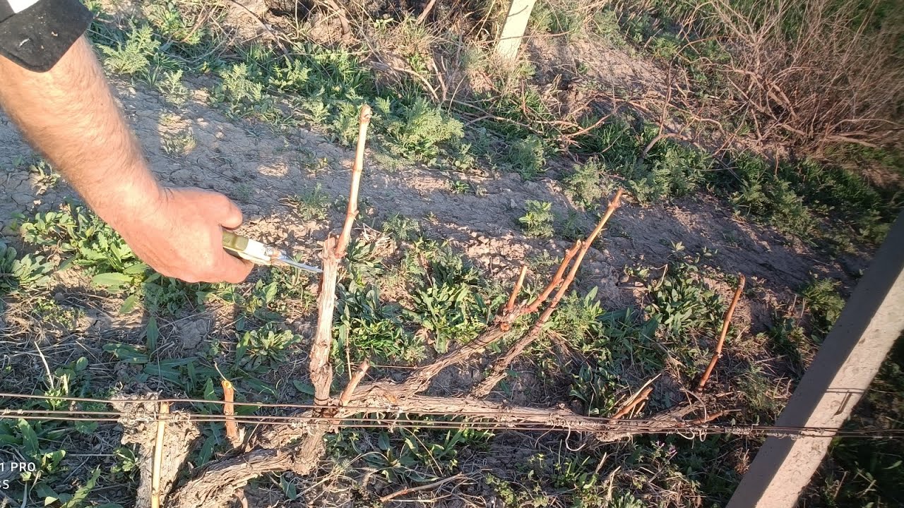 #Խաղողի որթի ճիշտ էտի գաղտնիքները ։ Ինչպես ճիշտ էտել, որ ստացվի լավ բերք ։ #խաղող #виноградник