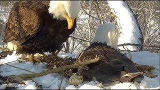 One Of The Decorah Eagles's Eggs Is Broken