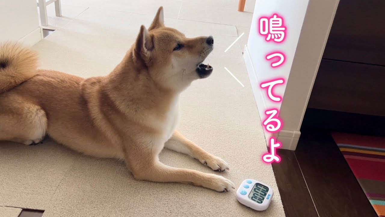 キッチンタイマーが鳴ると必ず教えてくれるようになった柴犬が可愛い！