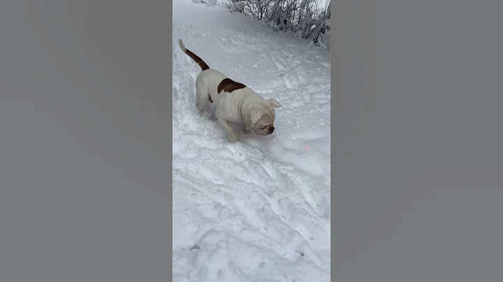 Logic the American Bulldog playing with the laser pointer in a foot of fresh snow