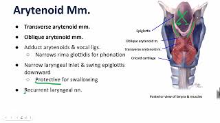 Intrinsic Laryngeal Muscles