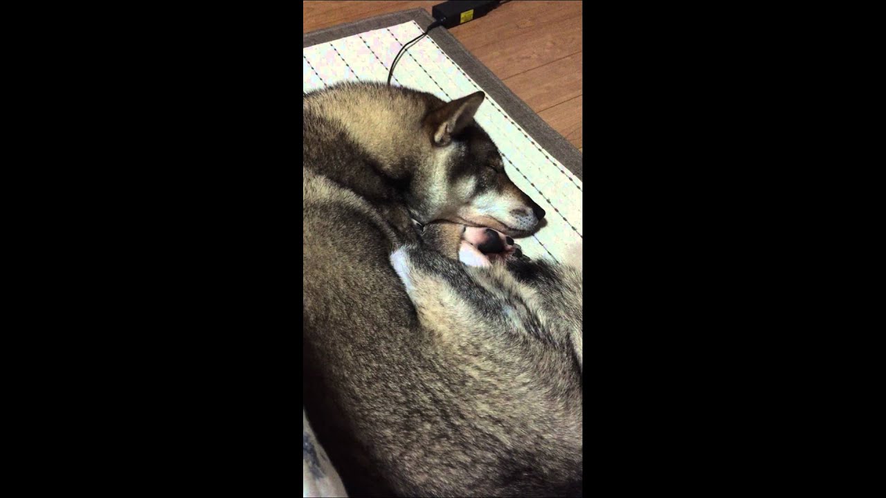 四国犬リン 寝落ち Sleeping Shikokuken Youtube