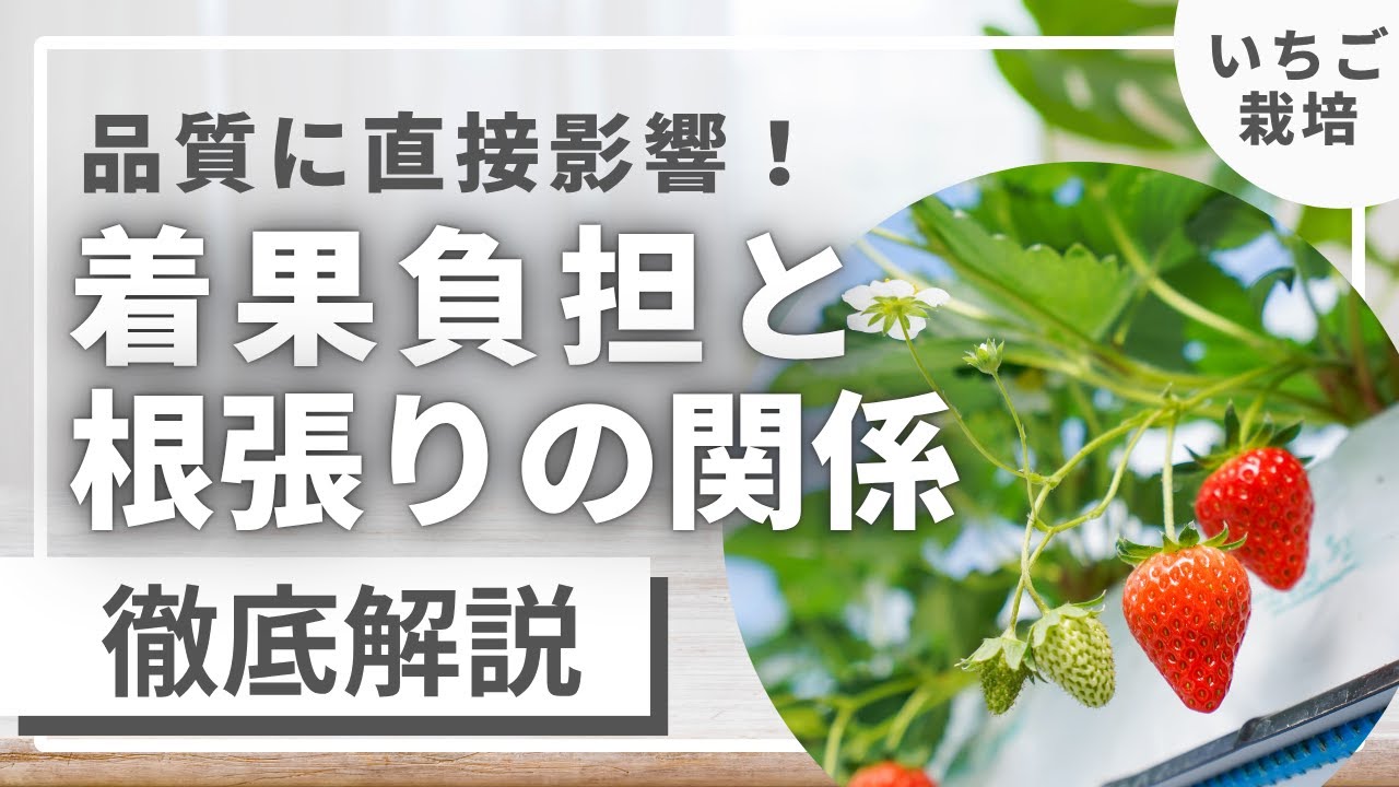 12～1月は特に深刻！品質に直結する【いちごの着果負担と根張りの関係】