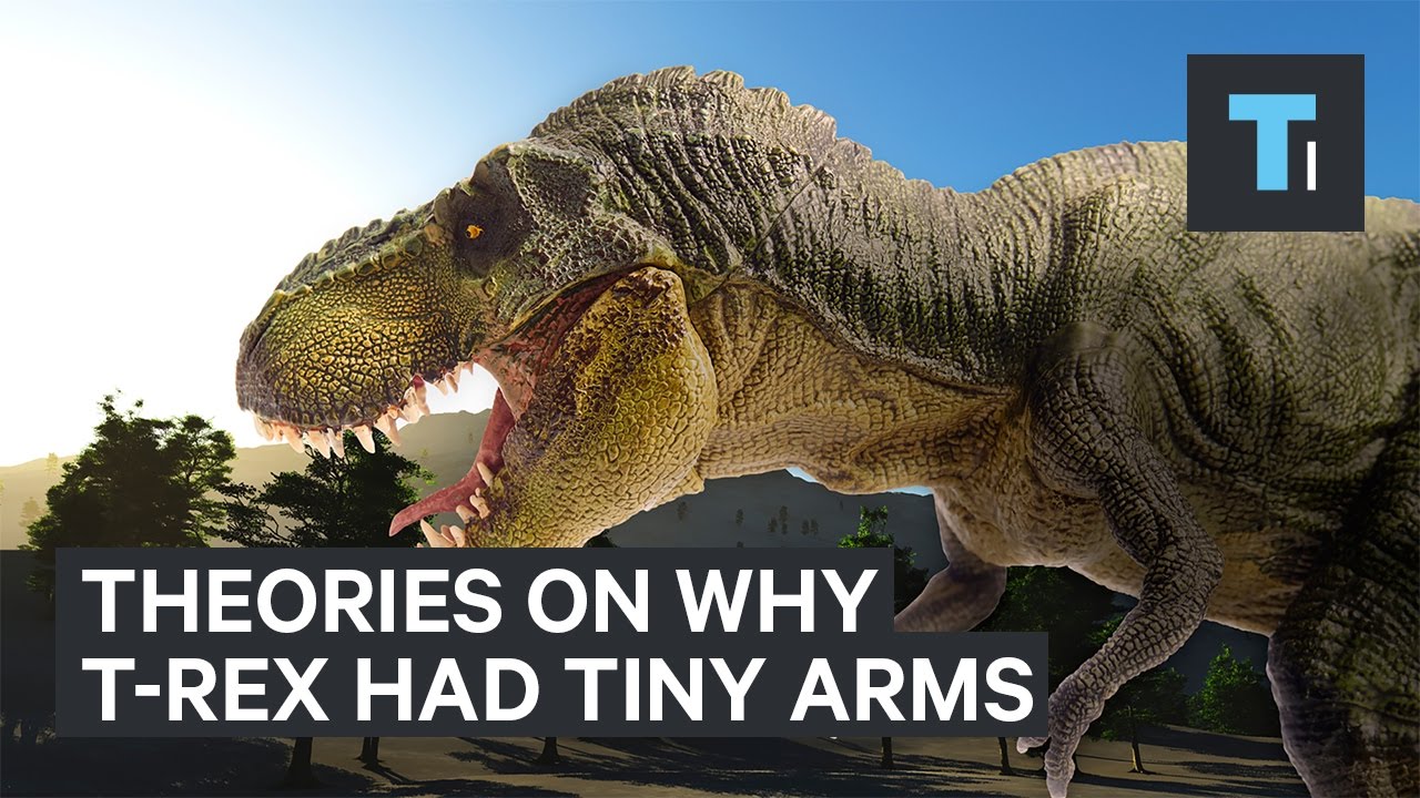 Why the Tyrannosaurus Rex had such tiny arms - YouTube
