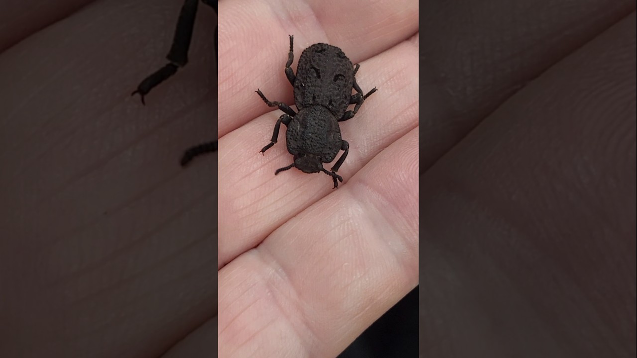 Diabolical Ironclad Beetle (Phloeodes diabolicus)