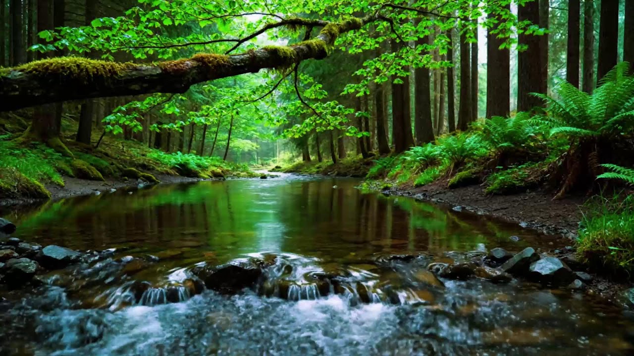 Forest Ambience 🌿 Birds Singing Beautiful Stream Sounds for Peaceful Sleep,Rest,Focus Study,Medicine