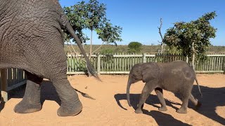 Baby Elephant Phabeni Gets A Drip From Dr Rogers! by HERD Elephant Orphanage South Africa 51,805 views 13 days ago 16 minutes