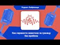 Как перевезти животное за границу без проблем | Подкаст Лайфхакера