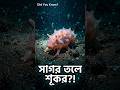 Did You Know? পা দিয়ে হাঁটা ‘সি পিগ’—সমুদ্রের আসল ক্লিনার! 🐷⚡