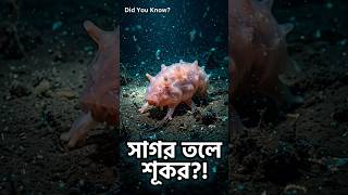 Did You Know? পা দিয়ে হাঁটা ‘সি পিগ’—সমুদ্রের আসল ক্লিনার! 🐷⚡