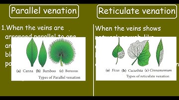 Parallel Venation and Reticulate Venation |Quick differences and comparison|