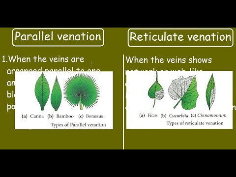 Video: Perbedaan Antara Reticulate Dan Parallel Venation