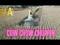**Corn Harvest in Full Swing! 🌽🚜**