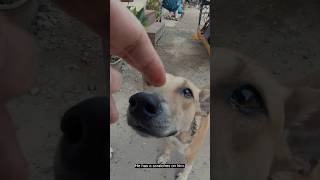 I Fed a Stray Dog in Palawan and Got a Nose Boop 🐶 #shorts #cheesetax