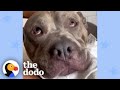 Meet the most pampered pittie ever  the dodo