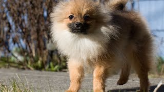 Pomeranian DIY Treats Healthy and Yummy Recipes by Pomeranian USA 58 views 12 days ago 5 minutes, 13 seconds