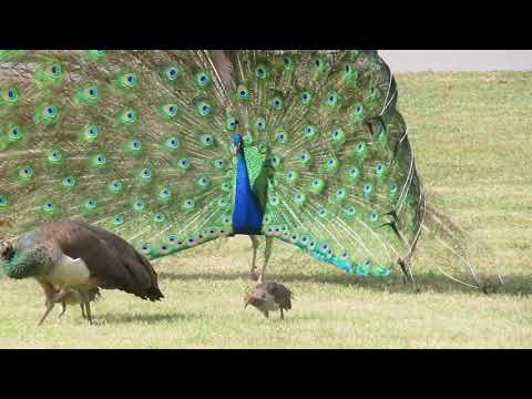Serene Moments of 2 Peachick Families