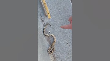 Feisty Baby Gophersnake