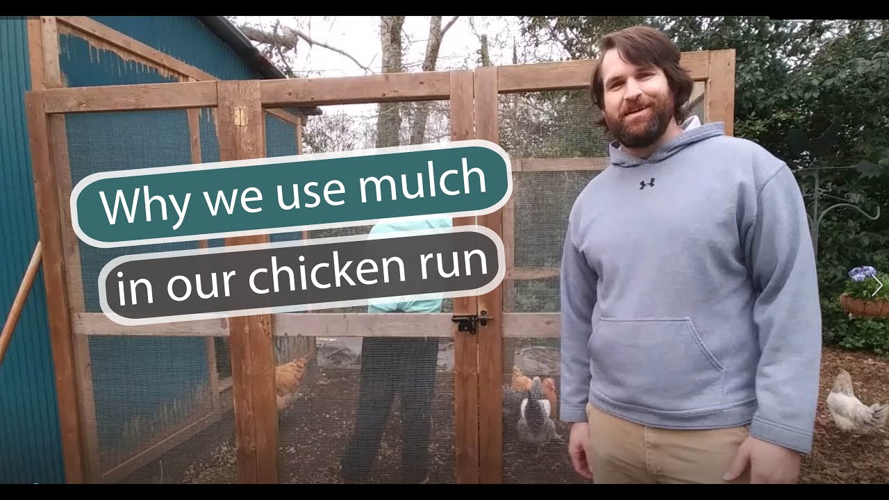 Forgotten, Smell-Free Chicken Manure Management with Wood Chips/Mulch