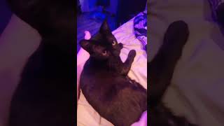 Mylo the cat chewing on a thing #shorts #cat #cats #cute