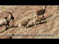 Wildlife Of Iran Wild Goat حیات وحش ایران بزهای وحشی 