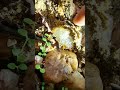 Finding Agate Gemstone On The Mountain [part 101] #crystals #mining #find #gemstone