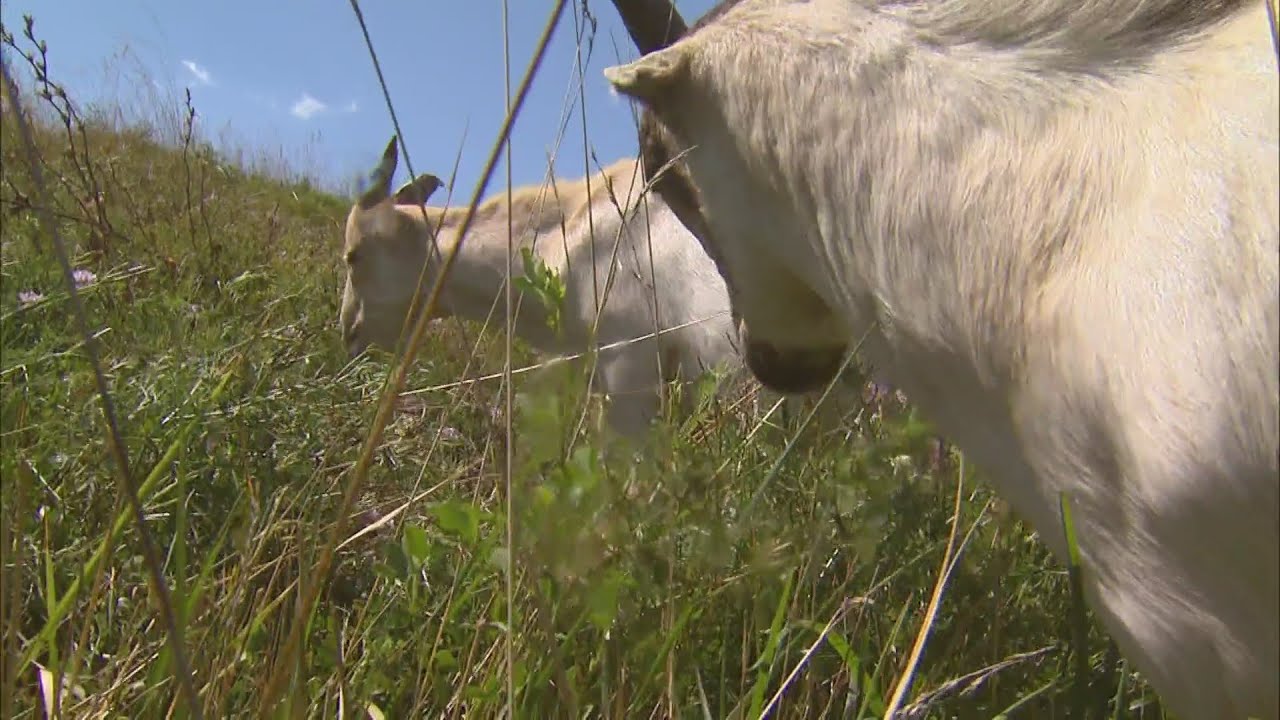 Goats at O'Hare Airport wrap up summer job of clearing airfield vegetation