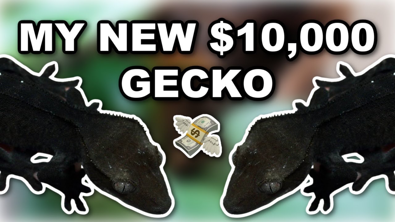 My New $10,000 Gecko *INSANE* (Axanthic Crested Gecko - Altitude Exotics)