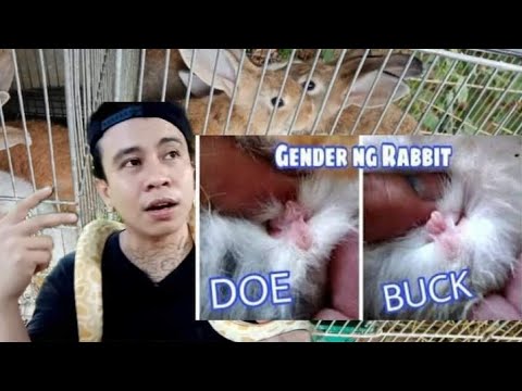how to gender your rabbit - YouTube