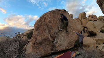 Joshua Tree - Classic Thin Crack V2 - Steven