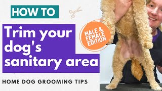 How To Give Your Dog A Sanitary Trim At Home | Professional Dog Grooming Tips