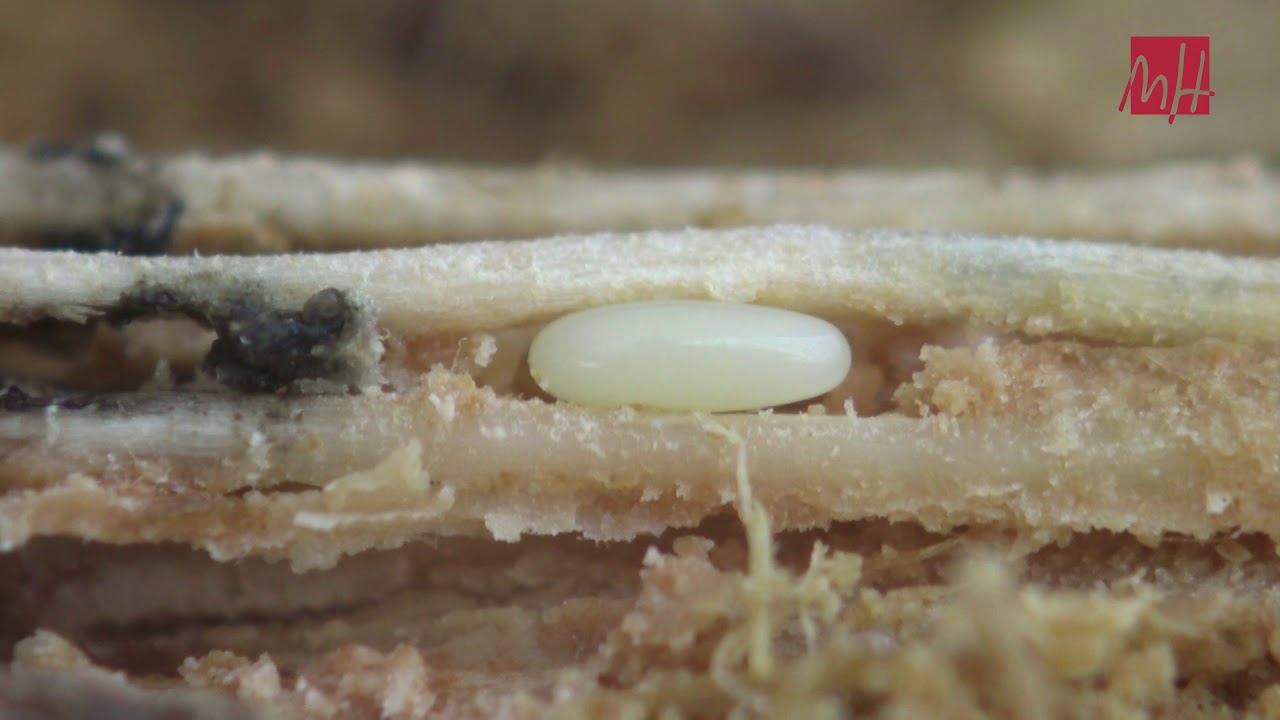 Picudo rojo: ciclo biológico