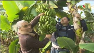 زراعة الموز بتيبازة بداية لإنتعاش المنتوجات الفلاحية بالجزائر