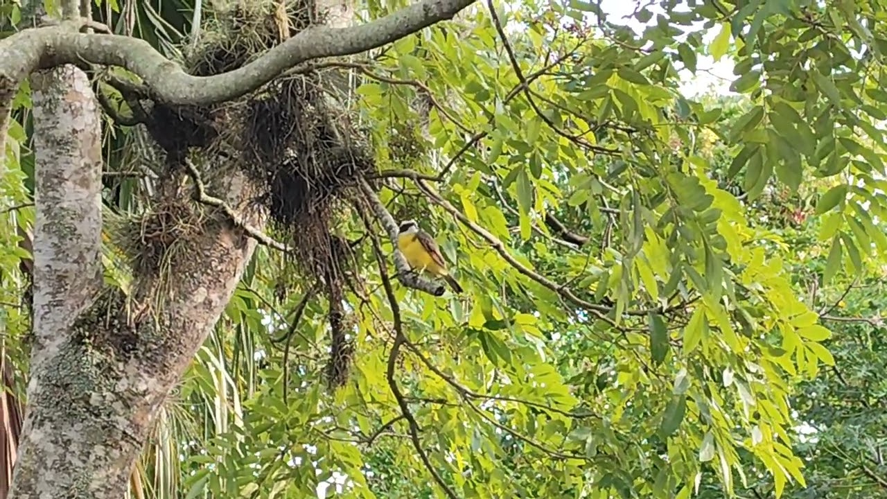 Bienteveo Sociable 2 (Myiozetetes similis)