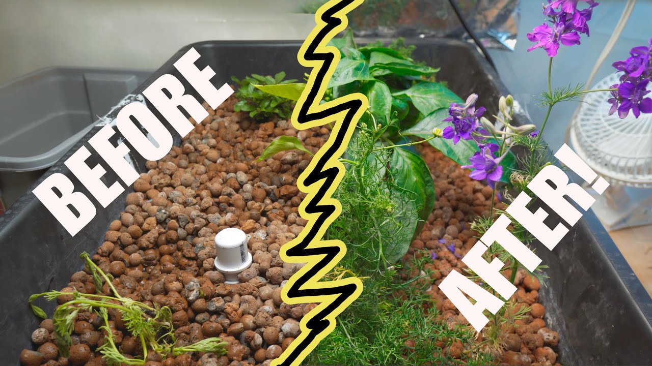 Secrets of my EBB and FLOW, I almost have PEPPERS, grown with my budget LED light