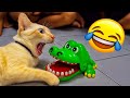 “This Cat Should Be in a Comedy Show 😂🐾”