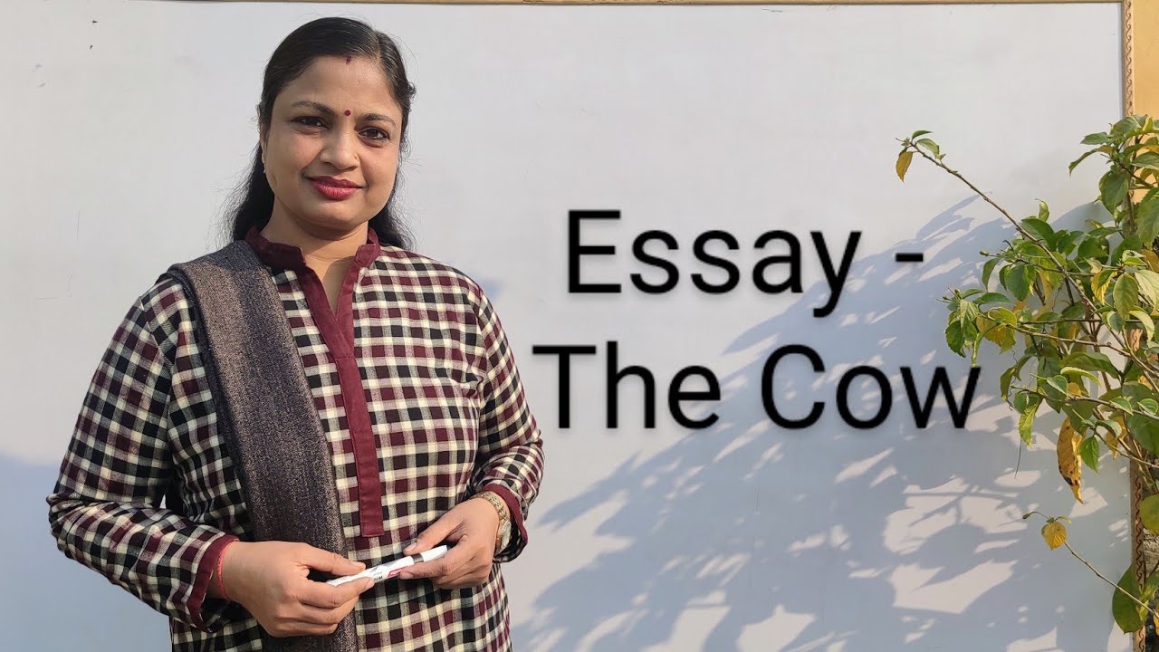 class 2 essay the cow