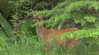 Prince of Wales Island - Adventures in Southeast Alaska.