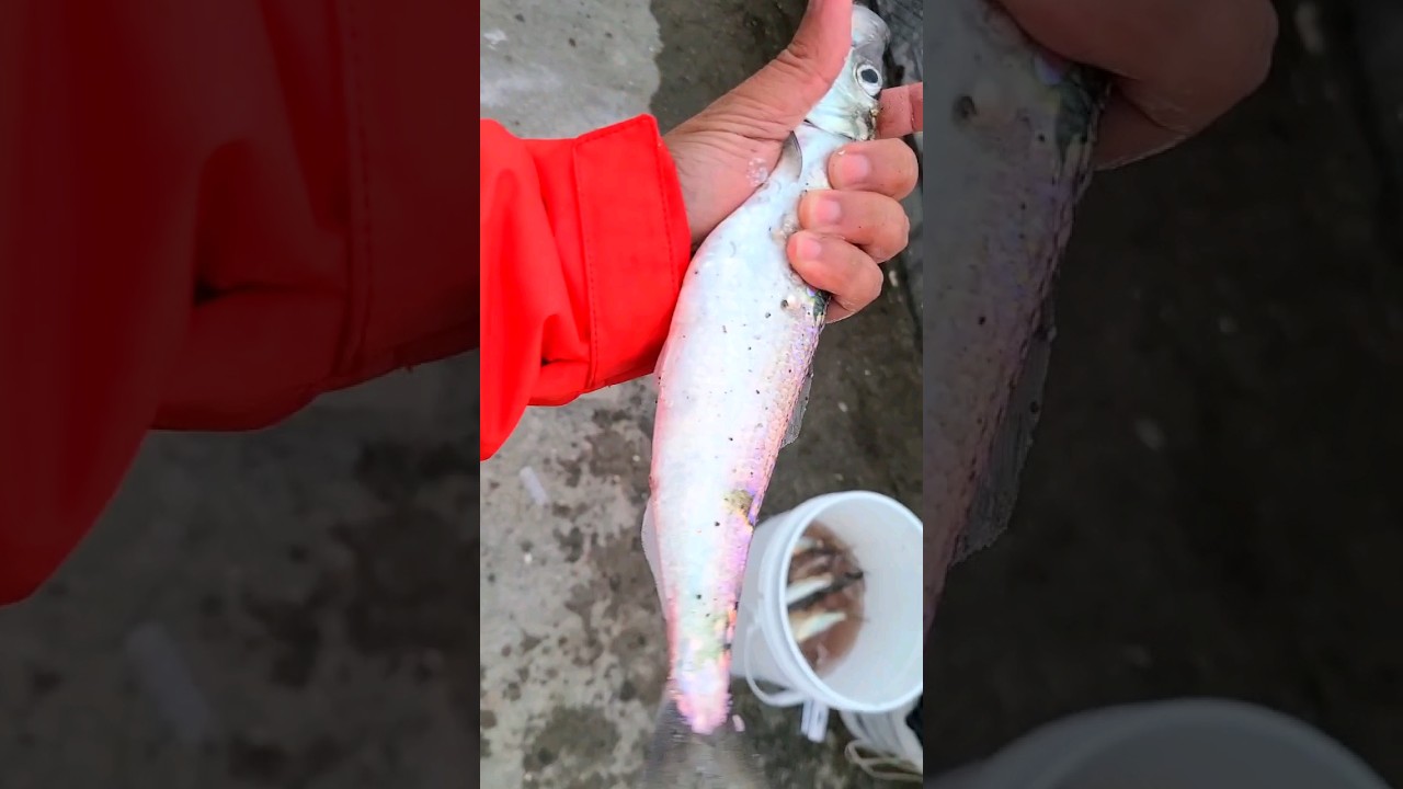 Catching Big Herring 