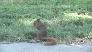 Squirrel Playing with a Stick