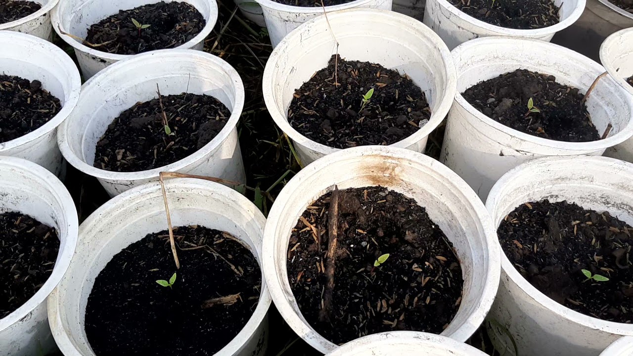 cúc 7 màu gieo được 5 ngày tuổi trồng hoa tết 2022